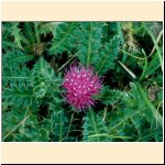 Cirsium_acaule .JPG